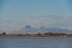 Snow-geese-and-Sutter-Buttes-December-2009-1